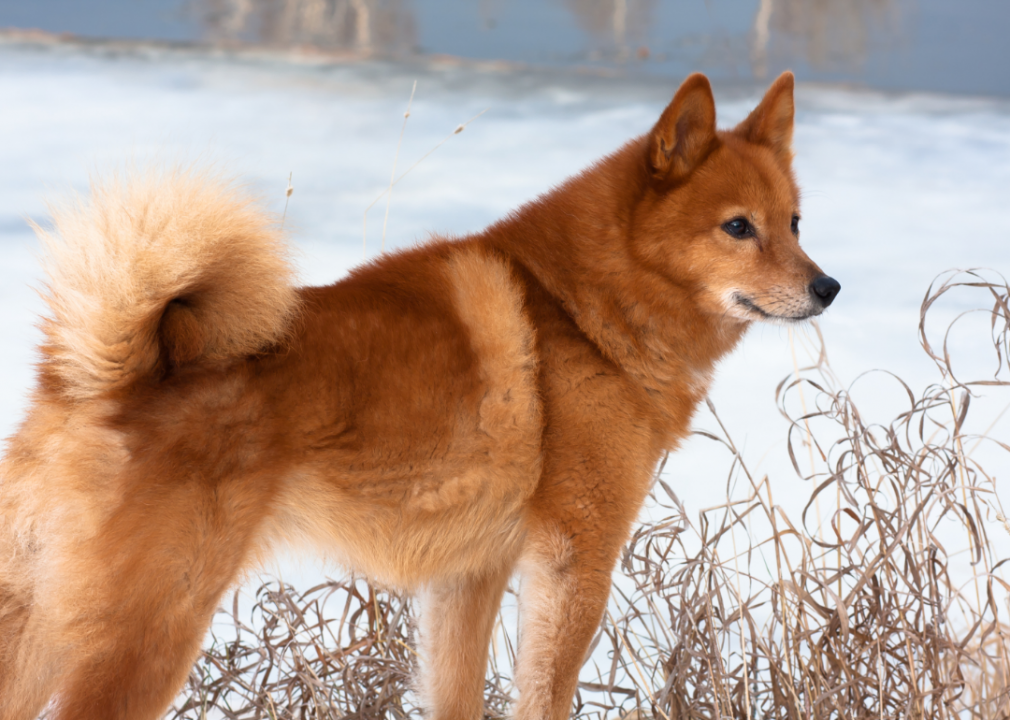 #37. Finnish spitz (tie)